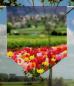 Preview: Tulpenfluss, Scheibenhänger spitz